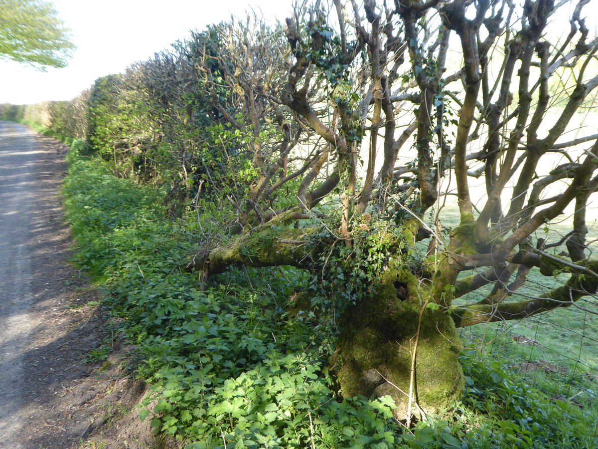 Look how thick and gnarled that trunk is, full of habitat niches, amazing for insects and little mammals. But this is a hedge on its way out through neglect.