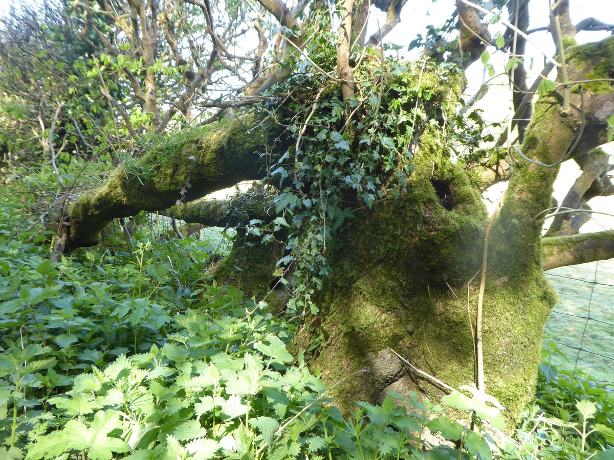 Look how thick and gnarled that trunk is, full of habitat niches, amazing for insects and little mammals. But this is a hedge on its way out through neglect.