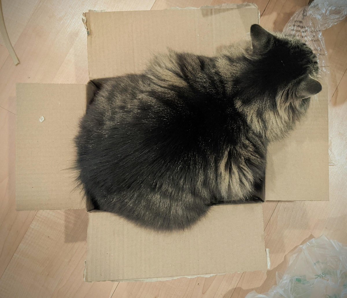 MeowMoeDotCom's tweet photo. Trying to #Squeeze into #Jeans I #Bought before #Quarantine.. >.<
 
#Cats #Cat #Kittens #Kitten #Kitty #Pets #Pet #Meow #Moe #CuteCats #CuteCat #CuteKittens #CuteKitten #MeowMoe
 
#Gtlt
 
https://t.co/lL2d6uXxNc
 
. https://t.co/fnVd7VKziv