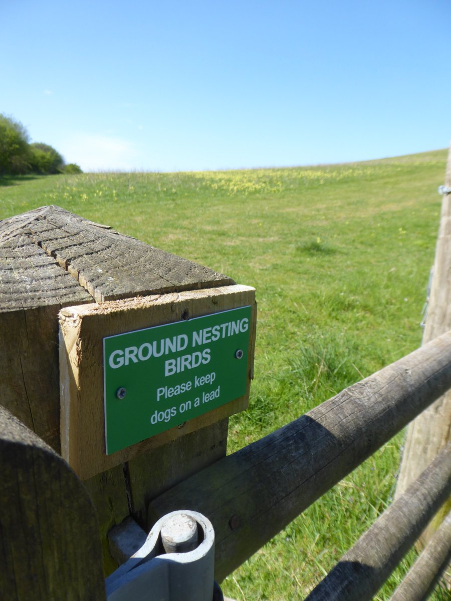 They're also making space for ground-nesting birds in this beautiful field of oxlip.