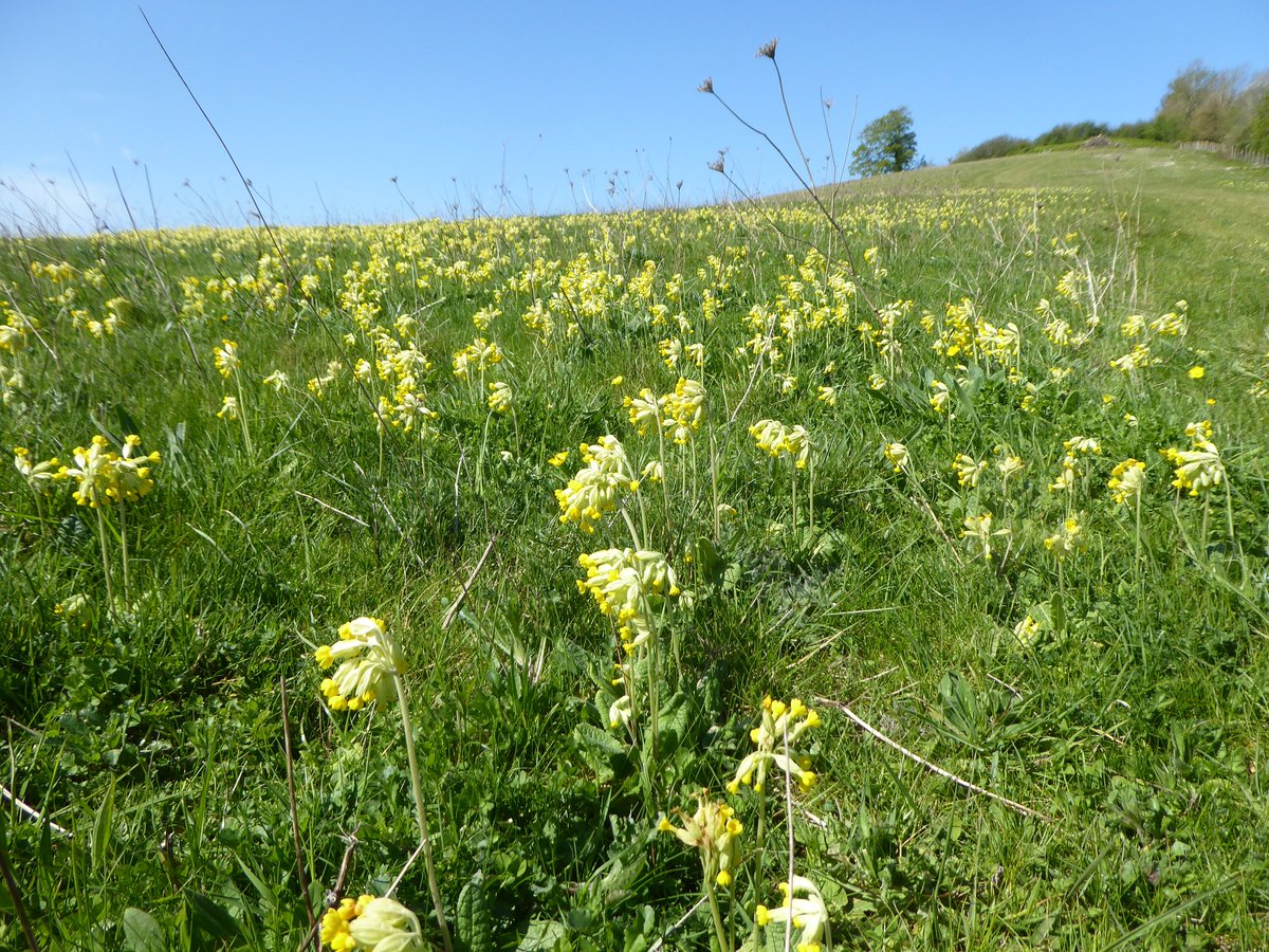 They're also making space for ground-nesting birds in this beautiful field of oxlip.