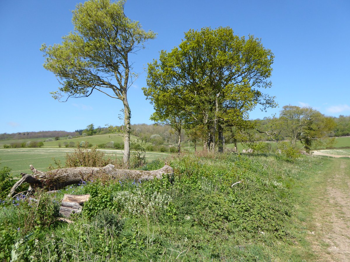 ... and very wide field margins for pollinators...