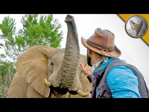 BraveWilderness's tweet photo. #TrappedTuesday! Who remembers the time Coyote got trapped in an ELEPHANT BATTLE?! π
https://t.co/oJZEneZcCD https://t.co/ec9jRY2QLJ