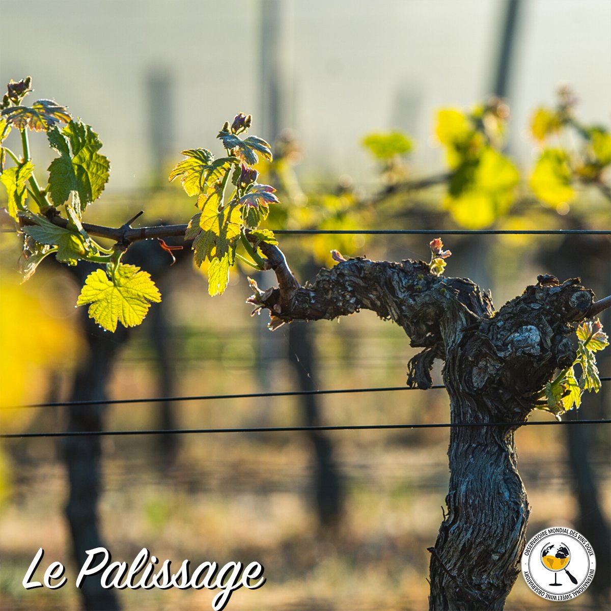 OMVinsDoux's tweet photo. #LeSaviez-Vous
Dès le mois d'Avril, les vignerons effectuent le #palissage de la vigne. Cette #technique consiste à attacher les branches et les tiges de la vigne horizontalement sur des fils de fer pour maintenir les sarments et améliorer son rendement.
#omvinsdoux #OMVD https://t.co/PINDemE7Du