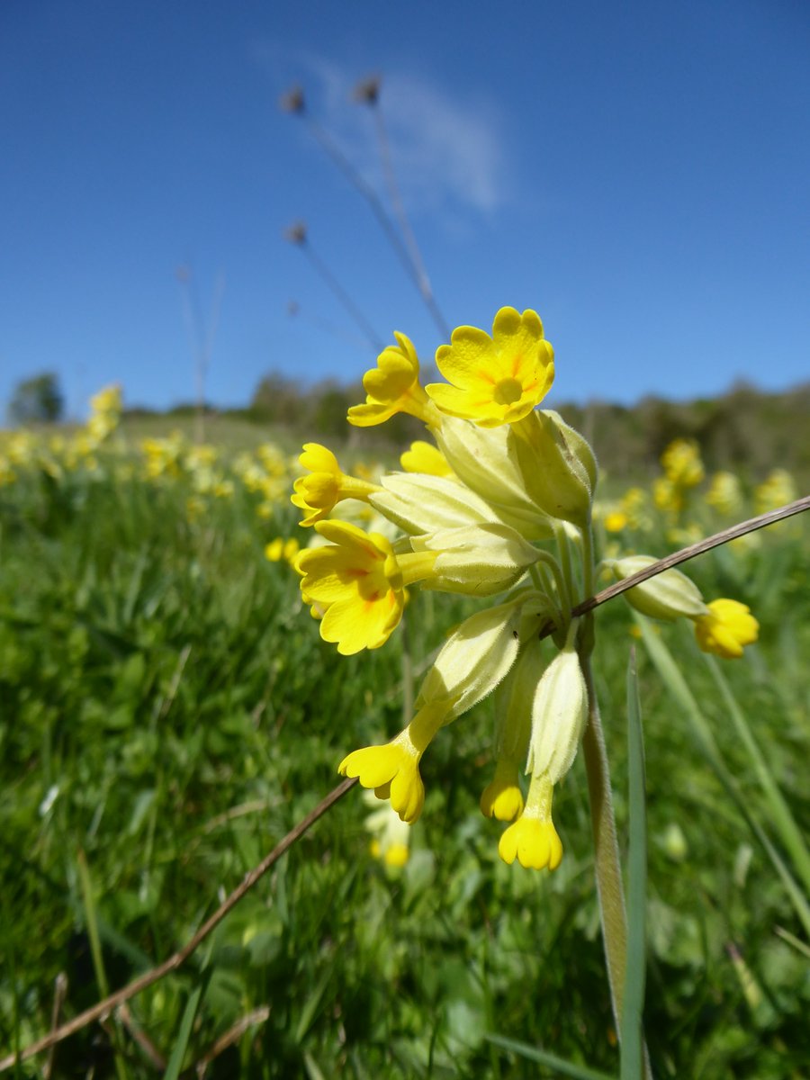 They're also making space for ground-nesting birds in this beautiful field of oxlip.