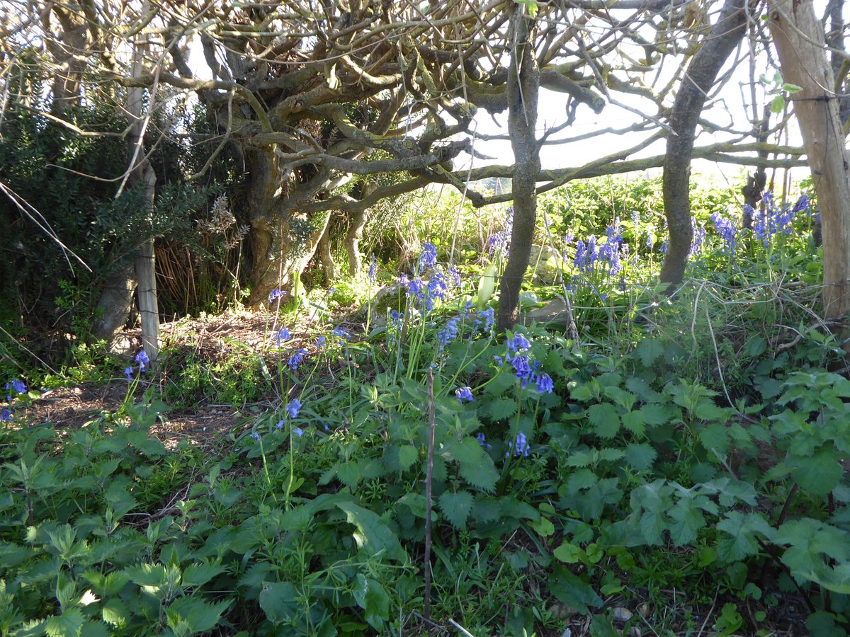 Back to hedges. This hedge could use some TLC, but can you tell why this is an exciting hedge? It's about what's growing in the hedge bottom.