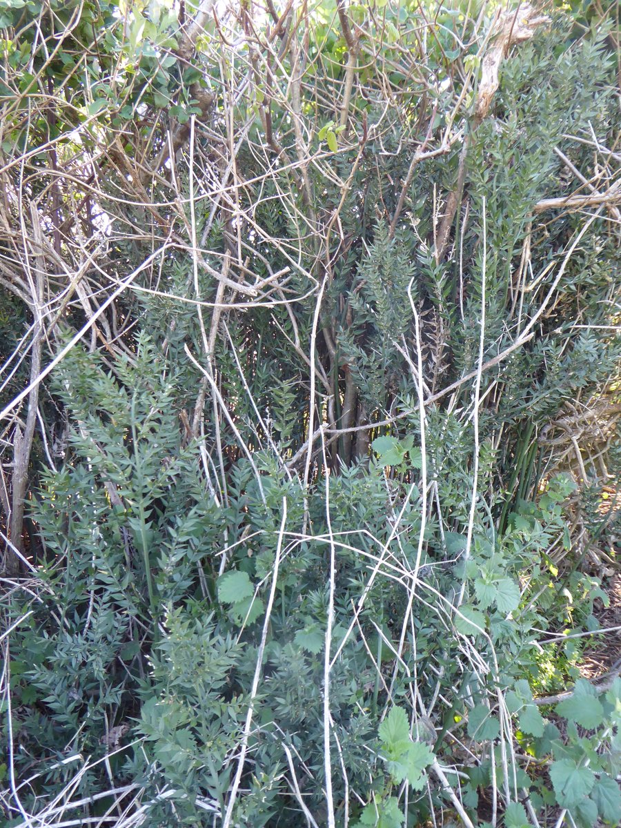 Back to hedges. This hedge could use some TLC, but can you tell why this is an exciting hedge? It's about what's growing in the hedge bottom.