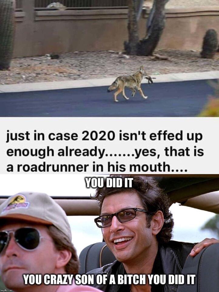 makberi's tweet photo. #AfterCovid19 #clusterfuck #fuckedupyear #2020 #coyote https://t.co/kGSsTufN6V
