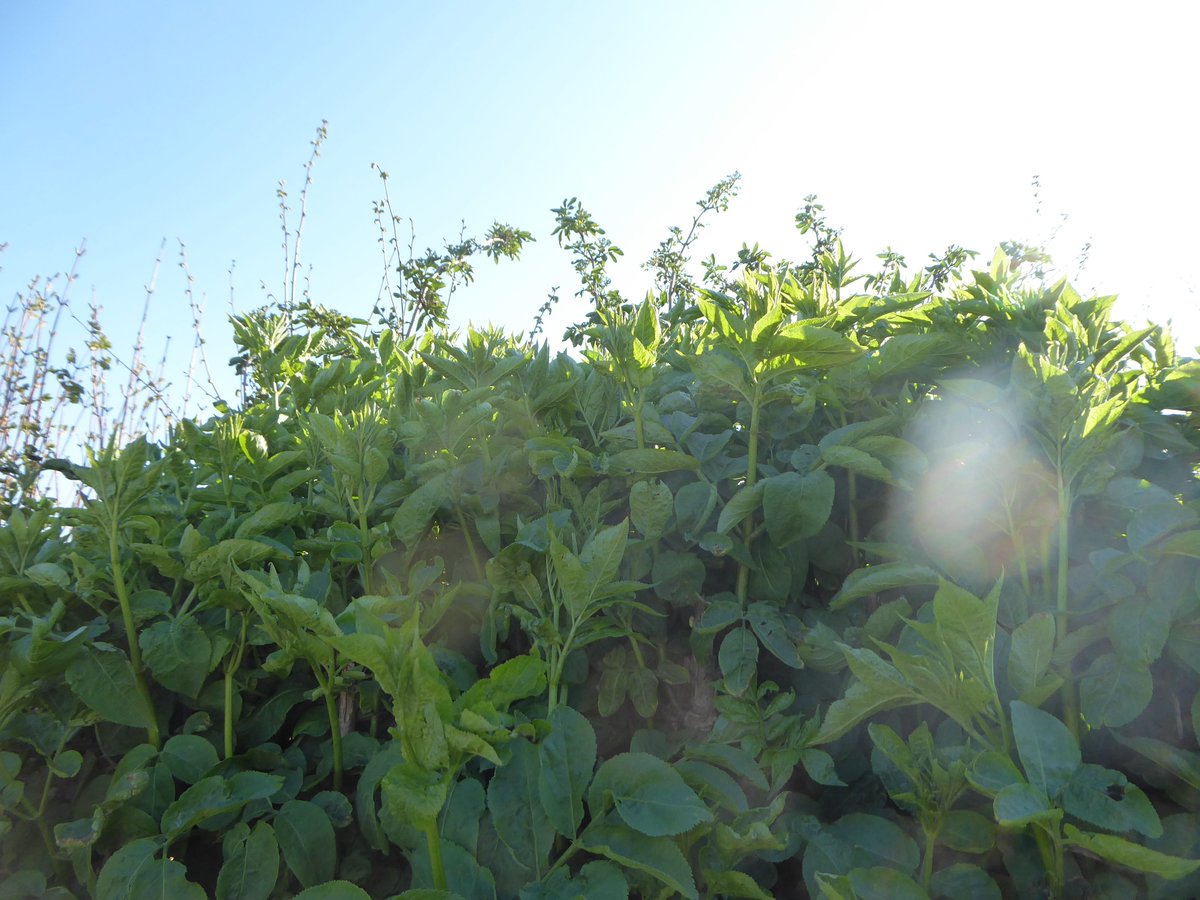 In any case, nice hedge, & probably quite old - it's got a lot going on in it - there's honeysuckle, elder, hazel, holly, hawthorn and more. Counting hedge species is not a reliable indicator of age, but this certainly looks like it's been around a long time, given its diversity.