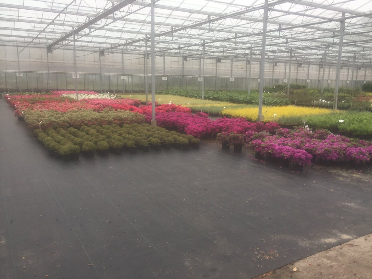 Two hours working from home today, crickey, I was not happy, so went to my nurseries to buy plants. Stunning colours of the azaleas in full bloom