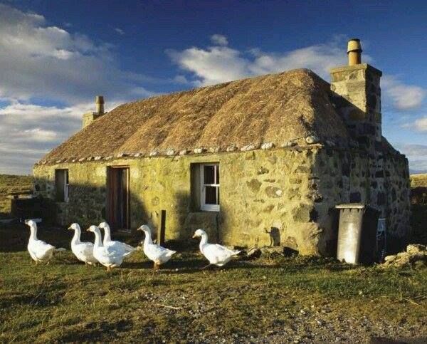 ElliottBlackwe3's tweet photo. As if social isolation &amp; this virus weren't enough, I must sit here in my cottage, in complete silence, sewing stinging nettles into shirts for my brothers who were turned into geese by the curse of the evil queen who married our father. https://t.co/npgBt2Fj9K