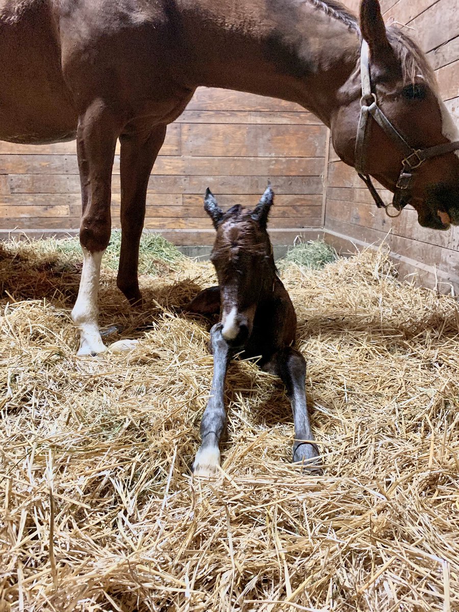 TK_Stables's tweet photo. Also born this morning at 3:15 A.M was this filly by The Factor out of Running Debi C. #foals #breedingseason #thoroughbreds #tkbred #filly https://t.co/eaCWTtUVqz