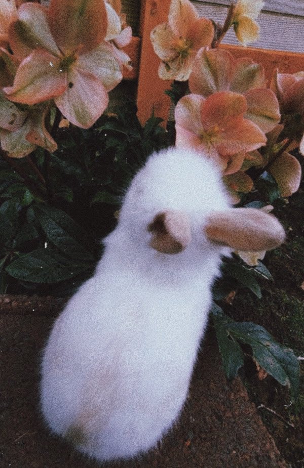 —» 𝐶𝑎𝑟𝑖𝑛̃𝑜, 𝑡𝑒𝑛𝑔𝑜 𝑒𝑙 𝑐𝑜𝑛𝑒𝑗𝑜 𝑚𝑎́𝑠 𝑏𝑜𝑛𝑖𝑡𝑜 𝑞𝑢𝑒 𝘩𝑎𝑠 𝑣𝑖𝑠𝑡𝑜.