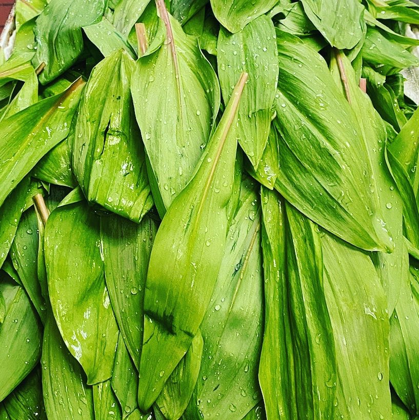 AceroSTL's tweet image. Ramp it up, we’ll take it! (Wild ramps for our Alaskan halibut sauce tonight) ♥️💚 Come visit please! #keepingcreative #grazie #lovethefabulousthunderbirds #weloveyou #curbside #fialafood