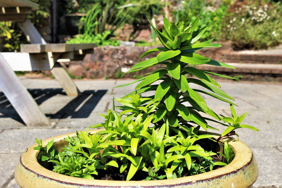 MarstonLodge's tweet photo. Glad I took these pics before the weather changed! Lilies planted 27 years ago from 3 bulbs. Now I have about 70 in various pots &amp; beds. These loyal babies come back every year - my children that never leave home! #GreenFingers #PotLuck #GoodListeners #FaithfulFlowers #PureLove https://t.co/P0YFGnBUk4