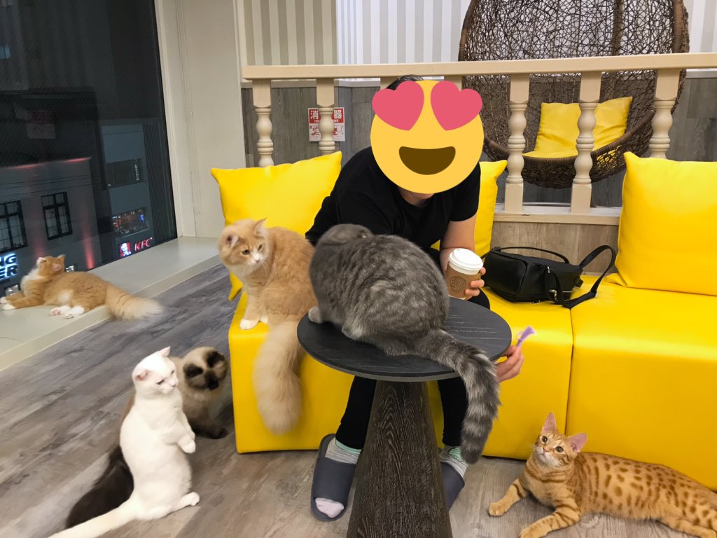 Day 27: still  dreaming. Cat cafés are honestly really good fun. This one in  #Kyoto was called Mocha (the cats can also be adopted) We did see cat, dog, porcupine & owl cafés across  #Japan They usually charge by time spent & include free coffee/tea/soft drinks  #catcafe