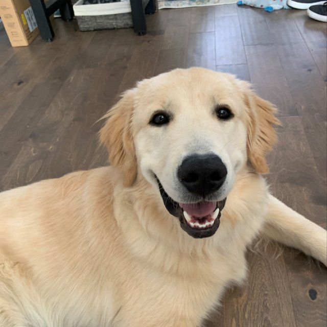 Spotwalk's tweet photo. Meet Leo, the latest pup in the Spotwalk family with a happy home to shelter in place!
 
#dogsoftwitter #Leo #dogsofphilly #doglover #dogwalk #doglife #dogwalking #dcdogmom #tongueouttuesday #dcdogs #shelteringinplace #healthheroes #covidlife #togetherathome #phillypets #dogsofdc https://t.co/PWehkrmghY