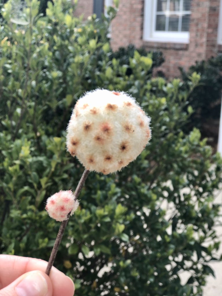 koakley9's tweet photo. Found this in my yard. Does anyone know what this is?! 🤔🤷🏻‍♀️ https://t.co/7PFD33rF5h