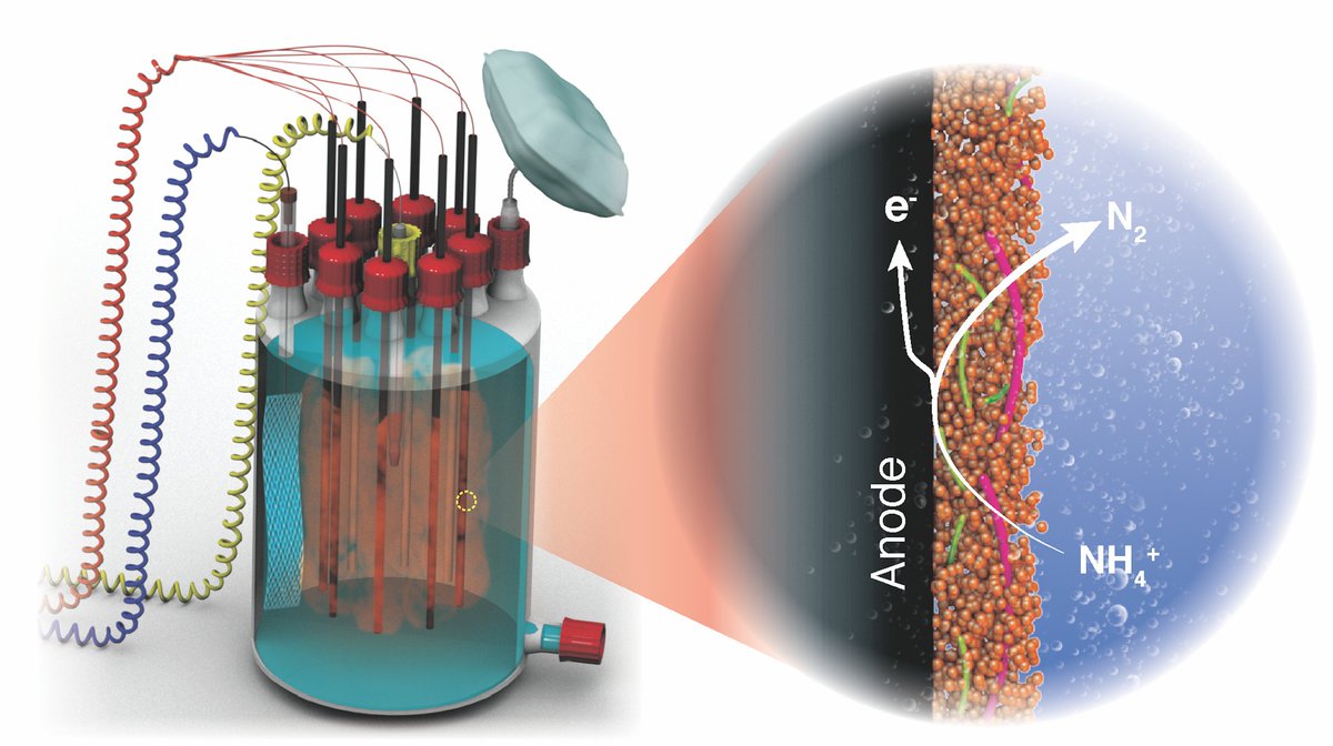 DarioRShaw's tweet photo. Pleased to share our paper in @NatureComms on the capability of anammox bacteria to couple NH4+ oxidation with transfer of electrons to insoluble extracellular electron acceptors. Great collaborative work with @msmjetten @LauravanNiftrik and @bacteriality

https://t.co/OoijfbAqLv https://t.co/iOOImHKtzF