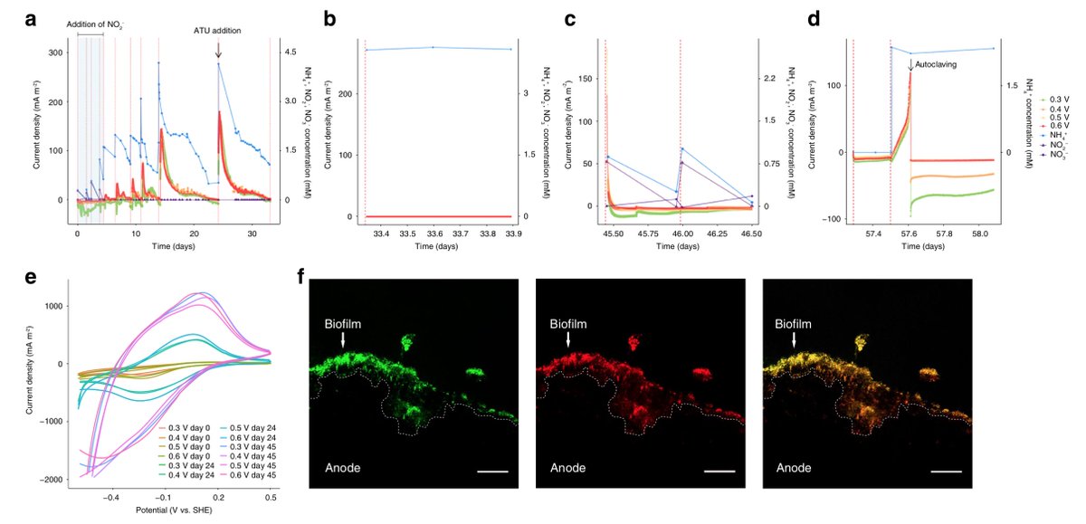 DarioRShaw's tweet photo. Pleased to share our paper in @NatureComms on the capability of anammox bacteria to couple NH4+ oxidation with transfer of electrons to insoluble extracellular electron acceptors. Great collaborative work with @msmjetten @LauravanNiftrik and @bacteriality

https://t.co/OoijfbAqLv https://t.co/iOOImHKtzF