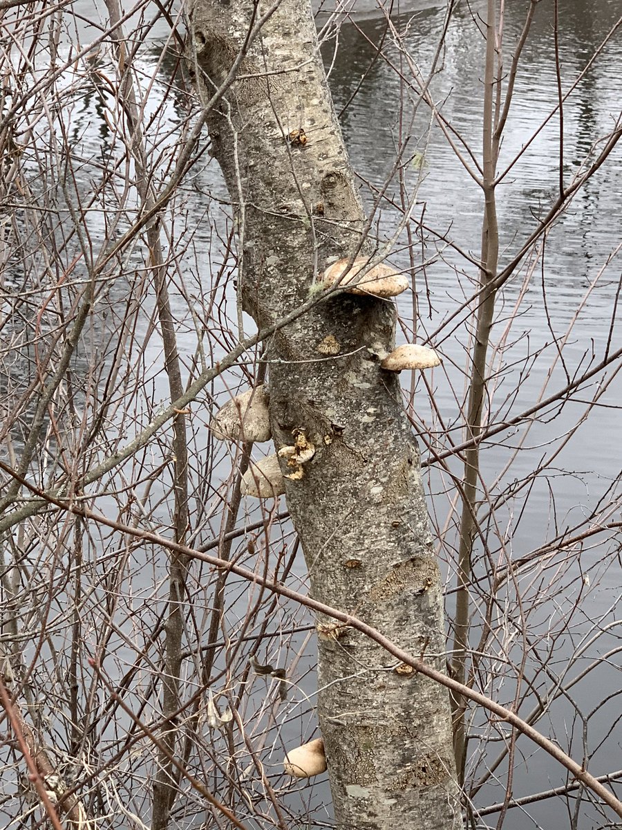 madiema330's tweet photo. some fungus on a tree #stonehillbiodiversity https://t.co/UN1wINwTUU