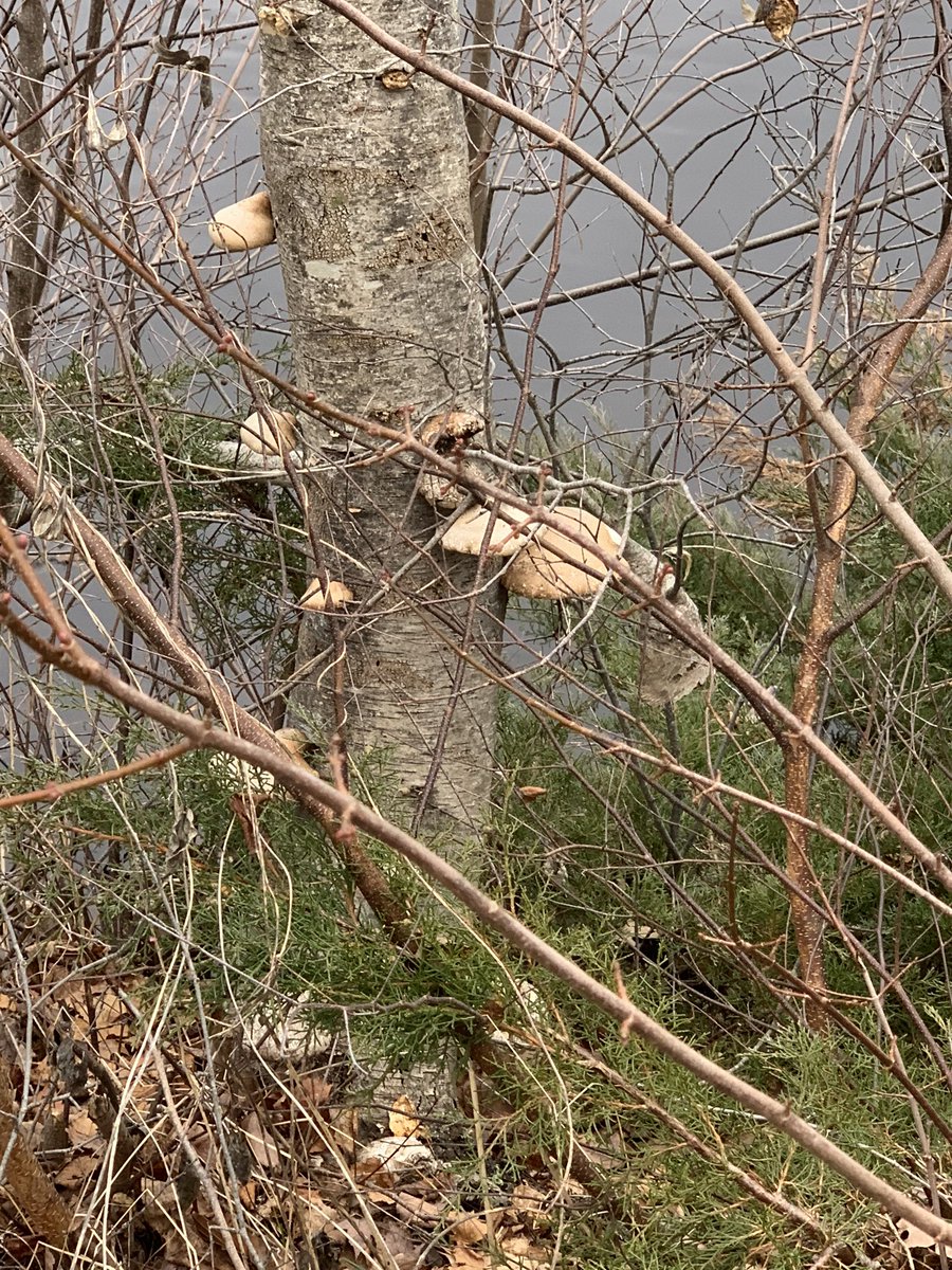 madiema330's tweet photo. some fungus on a tree #stonehillbiodiversity https://t.co/UN1wINwTUU
