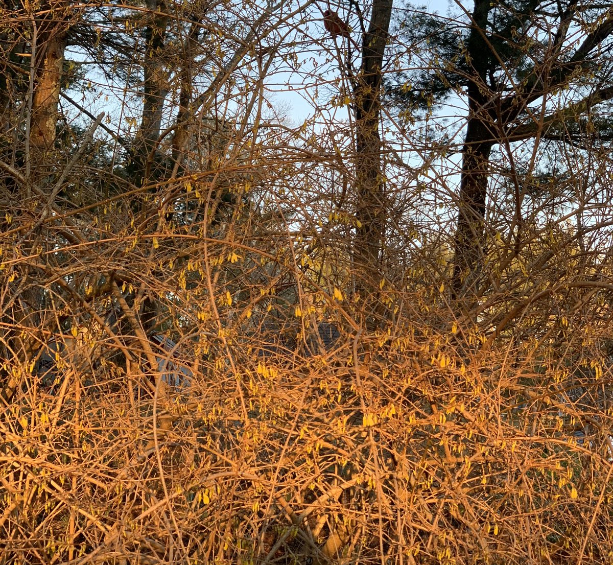 madiema330's tweet photo. this is one of those bushes with the yellow flowers, just starting to bloom. this is my final (20th) post, hope everyone enjoyed #stonehillbiodiversity https://t.co/K4E5urUzpG