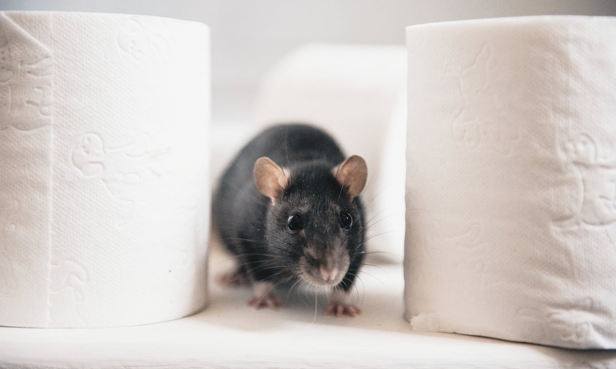 jspencephoto's tweet photo. Glad there isn't any panic buying toilet rolls anymore because my rats have found new toys! #petrat #fancyrat #nikonphotographer https://t.co/I4TtXFtOJT