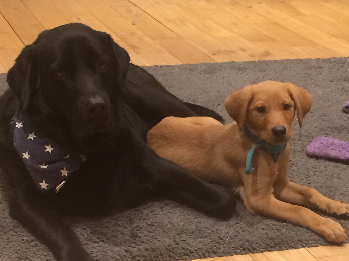 ecambsfenland's tweet photo. #TuesdayThoughts This is the first dreary day we have had since lockdown began. What better to cheer us up than pet photo's! Send us your best photos of your pets to spread the cheer! https://t.co/hU7T92QEC3