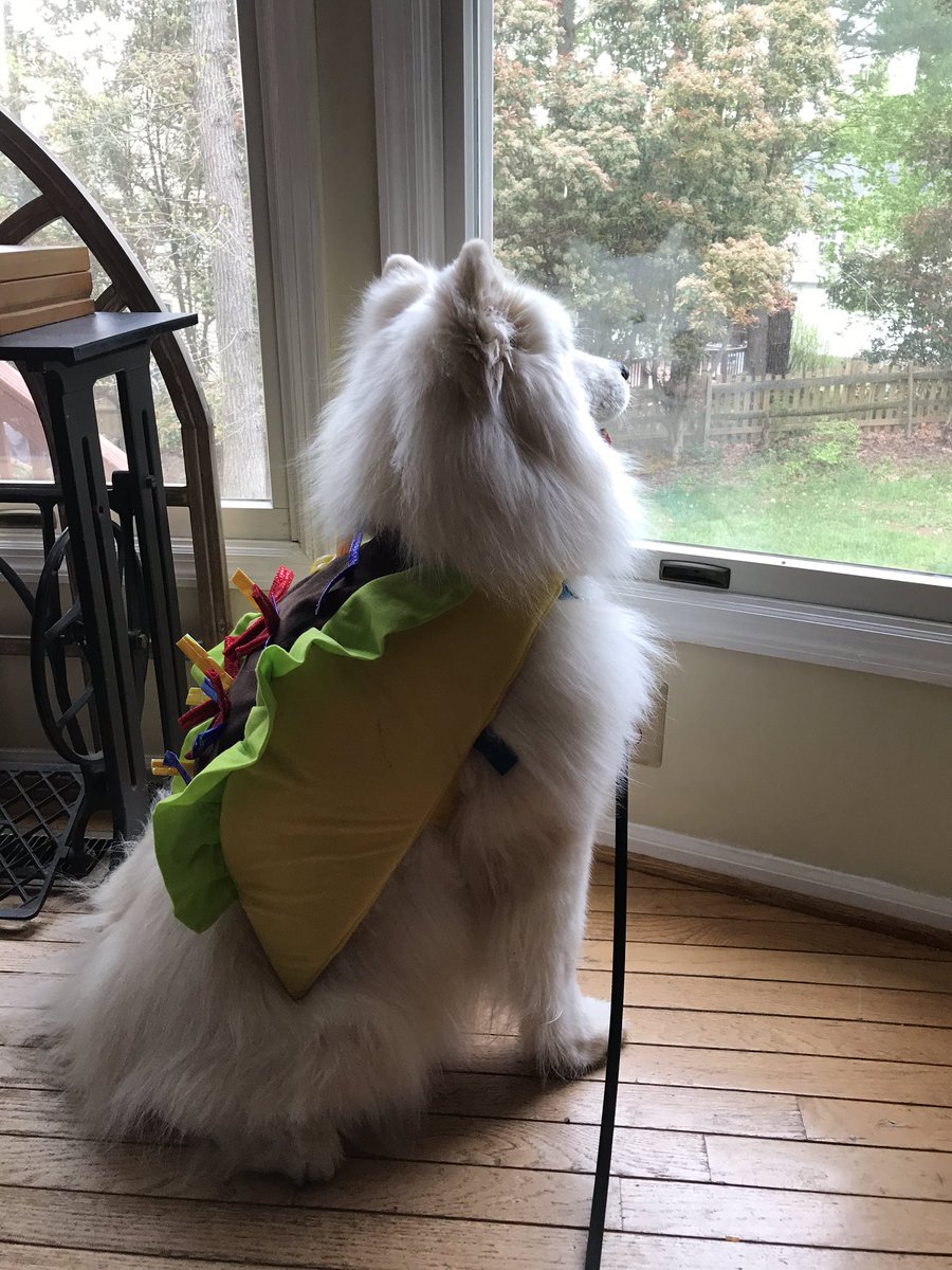 TyberiusSays's tweet photo. Do ya ever just sit... and think deep thoughts... about tacos? #TacoTuesday https://t.co/7MAw2RyMQ3