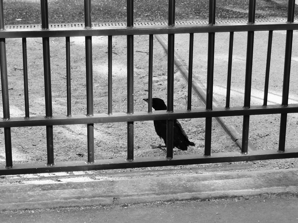 1Picture1Word's tweet photo. #raven child
1P1W #1picture1word
#activeemotion 👁️
#battlepicture 🌎 🌍
Every picture tells a story! #Imagine #Photo #weare1forall
#France
The less you say, the more people remember 📷
#onepicture #oneword #havefun😃
#blackandwhitephotography #blackandwhite #unexpectedtime https://t.co/wVUWO1OhlX