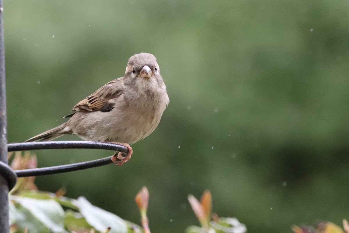 Lovely fledgling House Sparrow today.

#ourworldisworthsaving
@BBCSpringwatch @britwildlife @Natures_Voice @NatureUK @Britnatureguide @Team4Nature  #wildlifephotography #nature #naturephotography #birds #BBCWildlifePOTD #earthcaptures