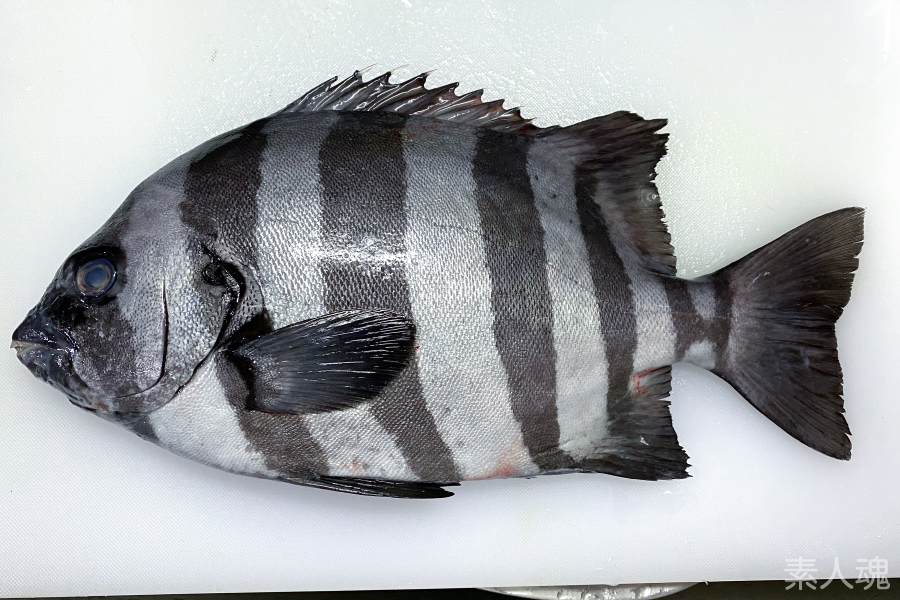 素人魂 いたちょ イシダイの全身骨格 その1 サンマの全身骨格は数日放置できるくらいになったので 仕事帰りに買ったイシダイ Oplegnathus Fasciatus の除肉 刺身を堪能後 ちまちま除肉 脱脂まで持っていければしばらく放置できるので そこでサンマ