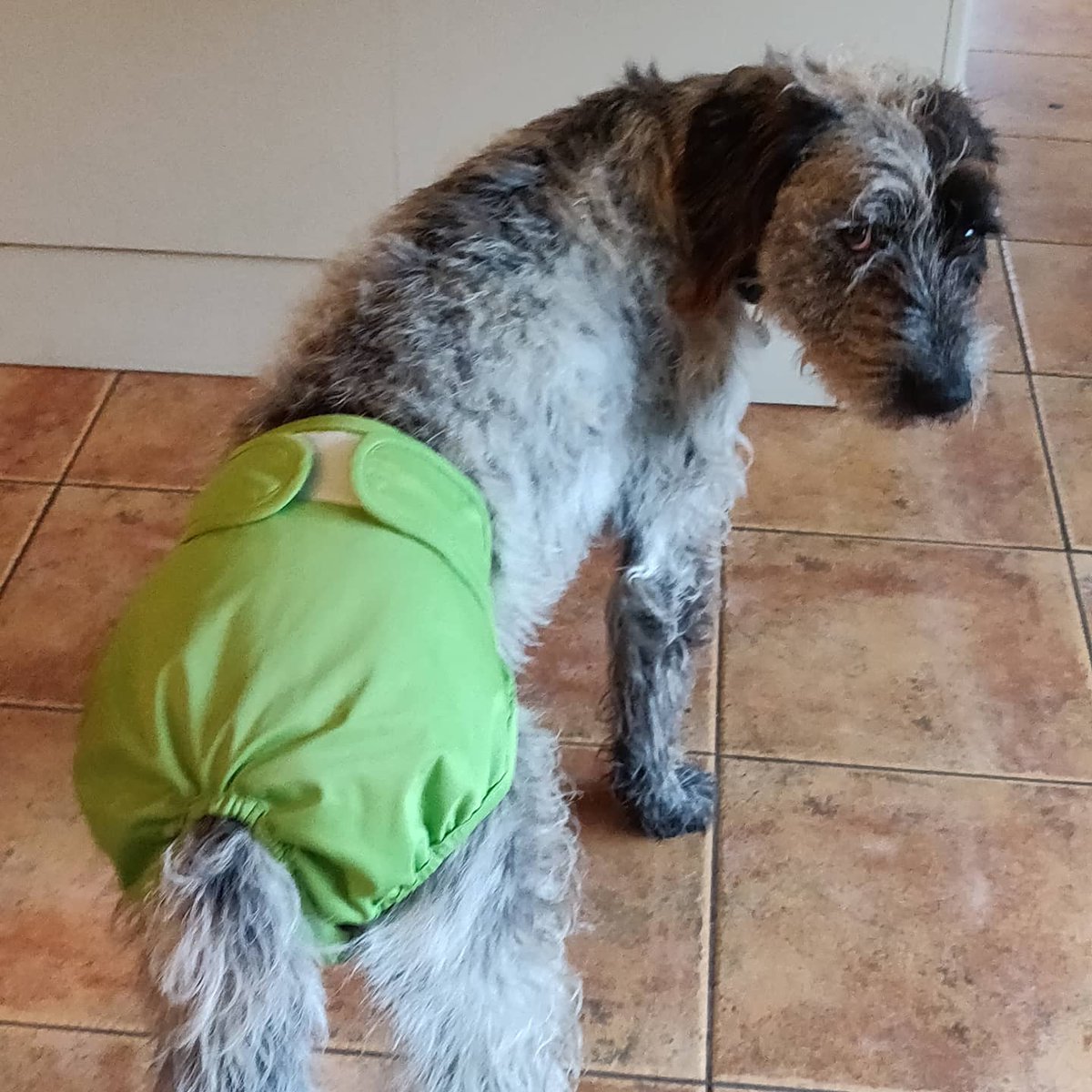 RPD_Scout's tweet photo. Dotty doesn't look impressed with her new "I'm in Season" pants 😂🐾 #dottythedestroyer #nicecolour #savethecarpets https://t.co/HtjUhmy8yg