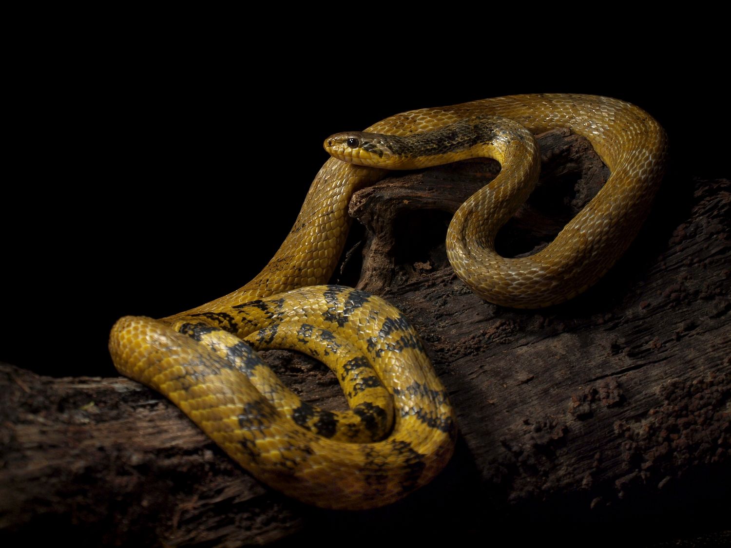 雨傘屋 2 コモンオオカミヘビlycodon Aulicus コモンなんてついているが 分布域が大体インドなんでインド以外じゃ全然見る事が出来ない インドの乾燥した大地を彷彿させる上品な砂色が美しいが所詮トカゲしか食わぬ難物である 可愛い顔をしているが