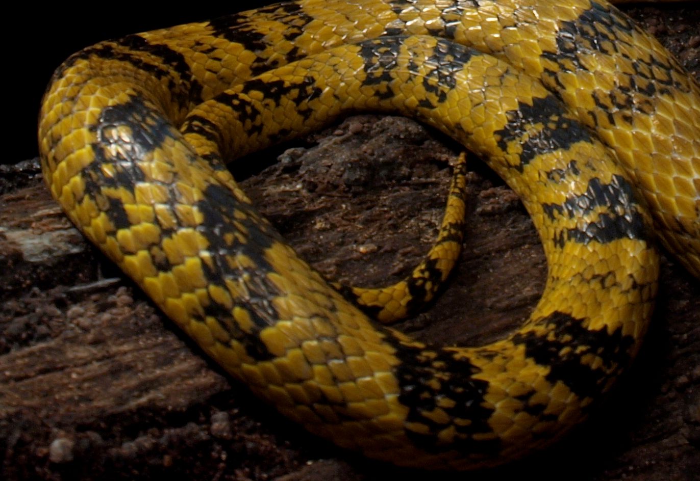雨傘屋 على تويتر 16 テングキノボリヘビlangaha Madagascarfensis 枝 体は硬いし 動きもカクカクしている 雄は吻が尖っていてｶｯｺｲｲ 目つきもｶｯｺｲｲ 雌は野暮ったい 鳥類の多くが雄が派手で雌は地味だが この蛇 でもそんな感じである 尤も蛇界では外部形態に明瞭