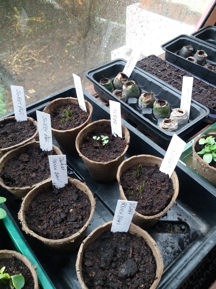 EmmaJanesLife's tweet photo. Meanwhile, inside the shed π, my herbs are growing & my second potatoes are sprouting π
#Veggies
#Pottager
#GrowYourOwn https://t.co/QWLRm6bxup