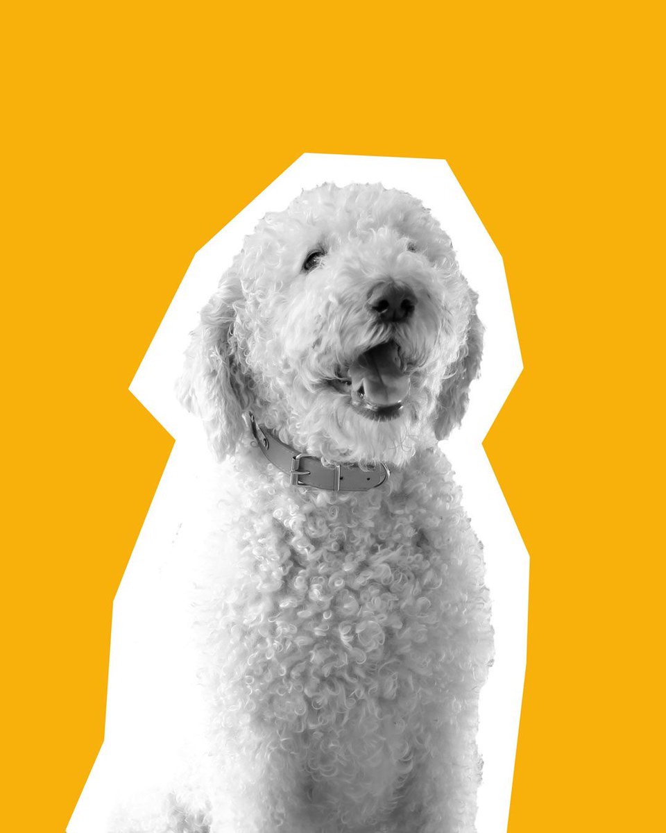 Our studio pup, Roxy, knows that the past few weeks have been 'ruff' — but her tail's still wagging! 🐕

#designlife #headshots #headshot #graphicdesign #headshotphotography #labradoodle #portraitphotography #team #artist #designinspiration #photography #meettheteam