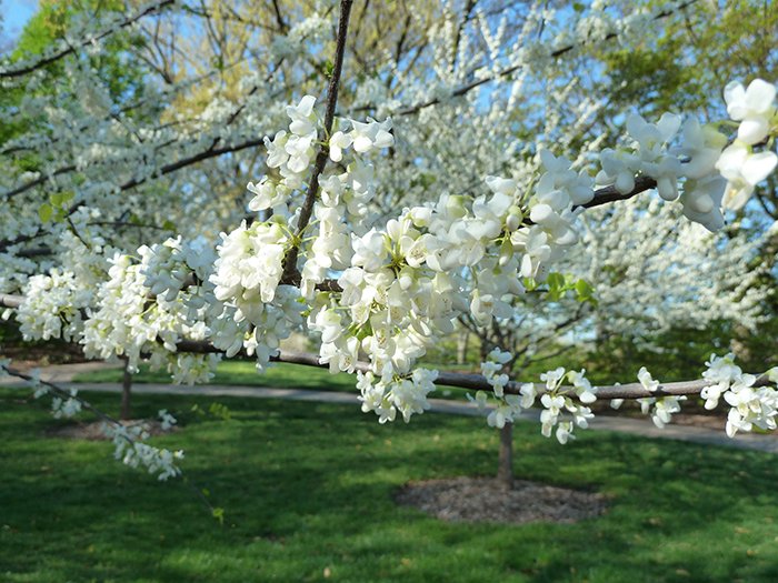 This Thursday, PHA Director Tim Boland <a href="/Timlvtrees/">Tim Boland</a> will give a free webinar on the beautiful, small flowering trees, the Redbuds. Register: bit.ly/PHARedbudsWebi…