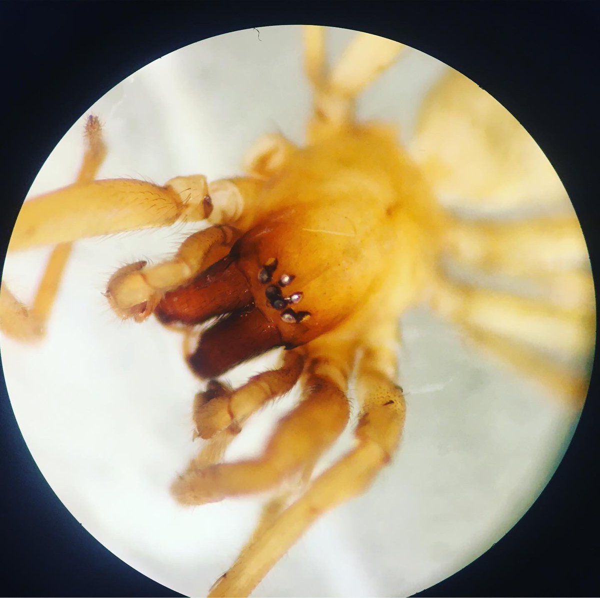 BINCO (@binconpo) on Twitter photo Xeviosos cepfi, a #newspecies spider described by <a href="/broganConBio/">Brogan L. Pett</a> and Rudy Jocque from the #BINCO Njesi #expedition 2016, #Mozambique. The #species is dedicated to the Critical Ecosystem Partnership Fund (#CEPF) and the fantastic work they do to protect our #naturalcapital. Xeviosos cepfi, a #newspecies spider described by <a href="/broganConBio/">Brogan L. Pett</a> and Rudy Jocque from the #BINCO Njesi #expedition 2016, #Mozambique. The #species is dedicated to the Critical Ecosystem Partnership Fund (#CEPF) and the fantastic work they do to protect our #naturalcapital.