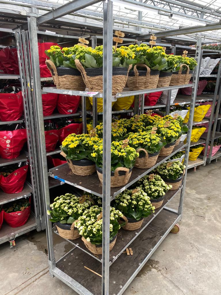 henribeuk's tweet photo. Vandaag mocht ik namens @FlorenceZorg voor #guldenhuis prachtige planten ontvangen van @Jan_Anthonie @EersteKamer #flowerboostchallenge
SUPER VEEL DANK Onze bewoners zijn in deze lastige tijden erg blij hiermee. @gripje dank voor je moeite
#supportyourlocalsNL
#ookdatiszorg https://t.co/yXfRaACVpK