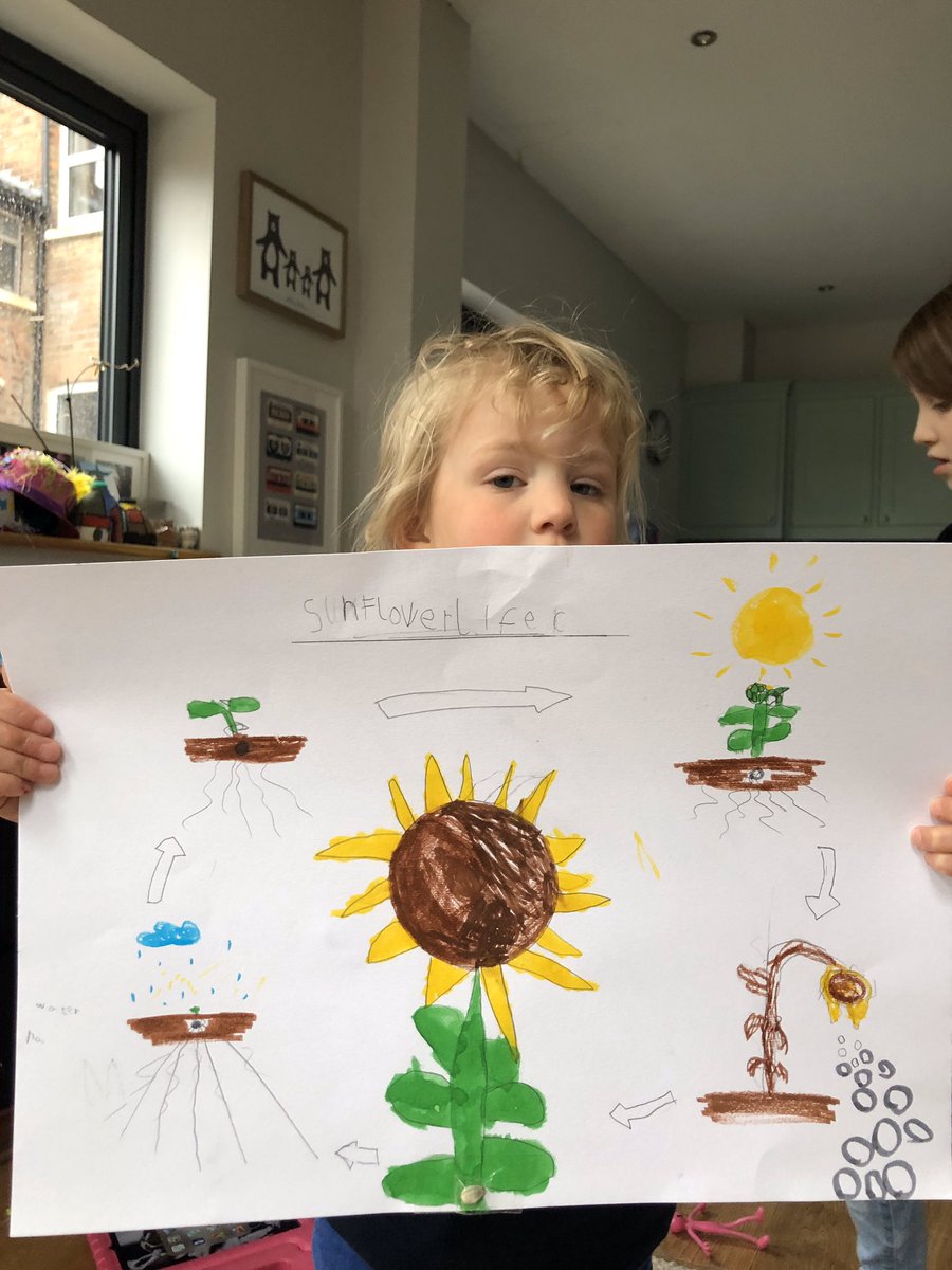 beckhollando's tweet photo. @ClaphamTerrace1 Hanna has worked really hard on her plant life cycle diagram for Science. And Bella did her own version too. https://t.co/9afYf9CXnV