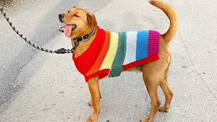 rainbow dog jumper