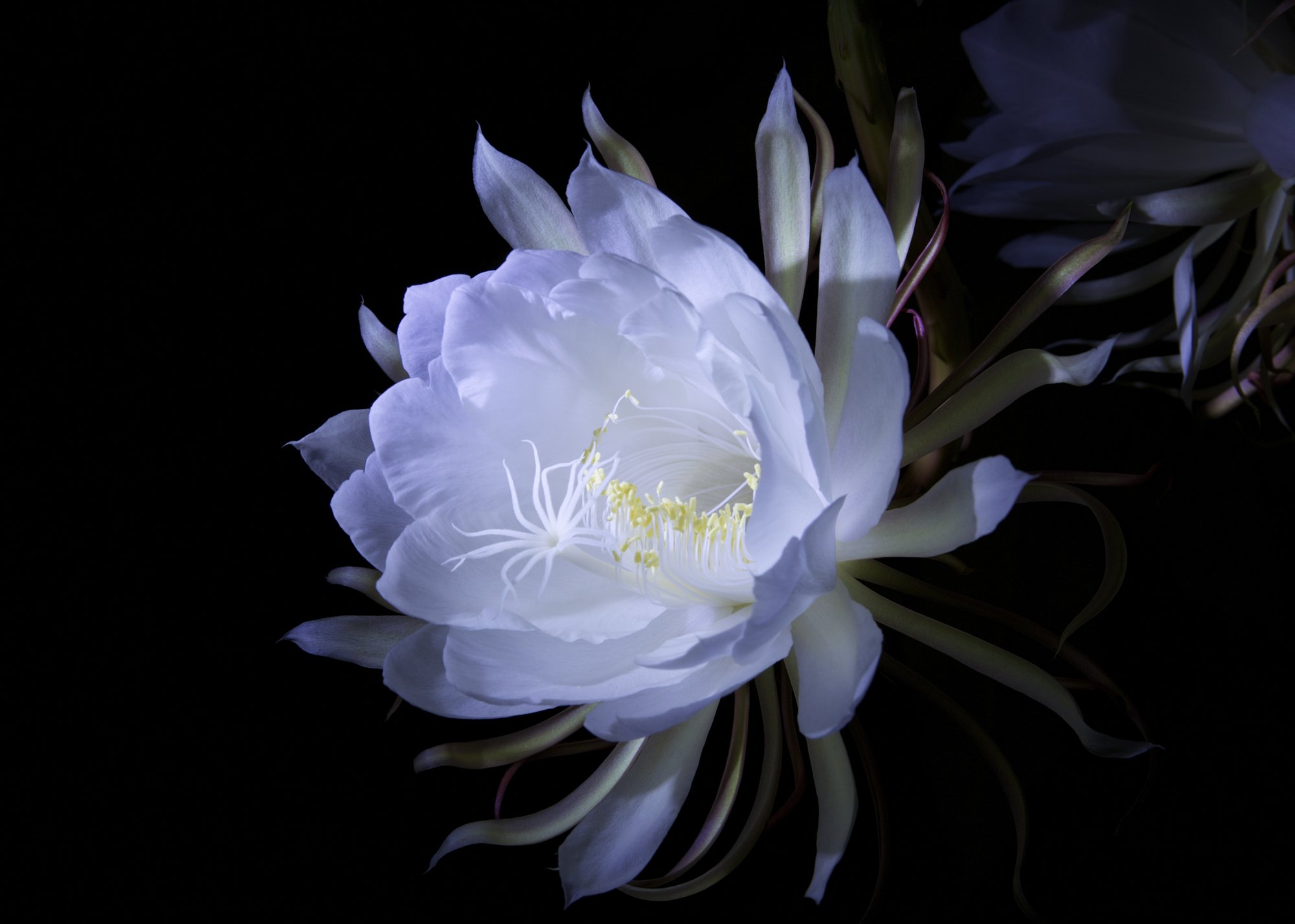 なが ひろ 月下美人 それは一夜にしか咲かない花 しかしその花の寿命はたった一日 一夜 のみ それもあって花言葉は 儚い 恋 儚い美 である ちなみに英語では A Queen Of A Night 夜の女王 と呼ばれる 月下美人は美しさと儚さを持つ 純白の