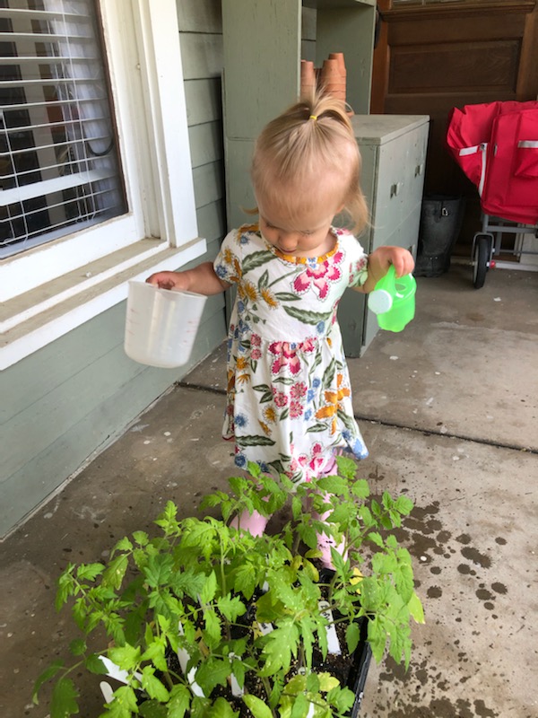 CoachMettlach's tweet photo. Josephine , a future FFA member is developing a green thumb watering her tomatoes from @Diamond_FFA . These little guys go in the earth tomorrow weather allowing. #babycatsatwork https://t.co/TFTRmu3bO1