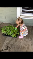 CoachMettlach's tweet photo. Josephine , a future FFA member is developing a green thumb watering her tomatoes from @Diamond_FFA . These little guys go in the earth tomorrow weather allowing. #babycatsatwork https://t.co/TFTRmu3bO1