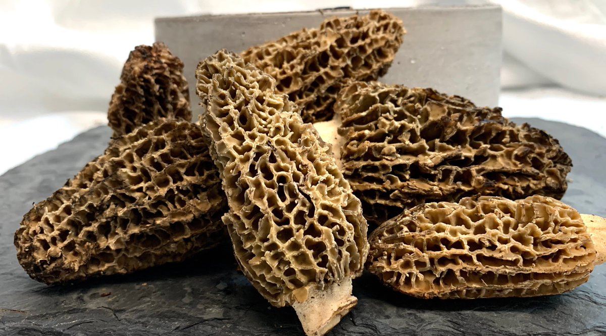 Morels from the northwest are back in tomorrow (limited quantity available) 🤤

#drdelicacy #thetrufflelady #houston #houstonfoodie #houstonfood #houstonchef #houstoneats #htown #HTX #blacktruffles #truffles #mushrooms #foodie #delicacy #foodie #yum #freshmushrooms #morel