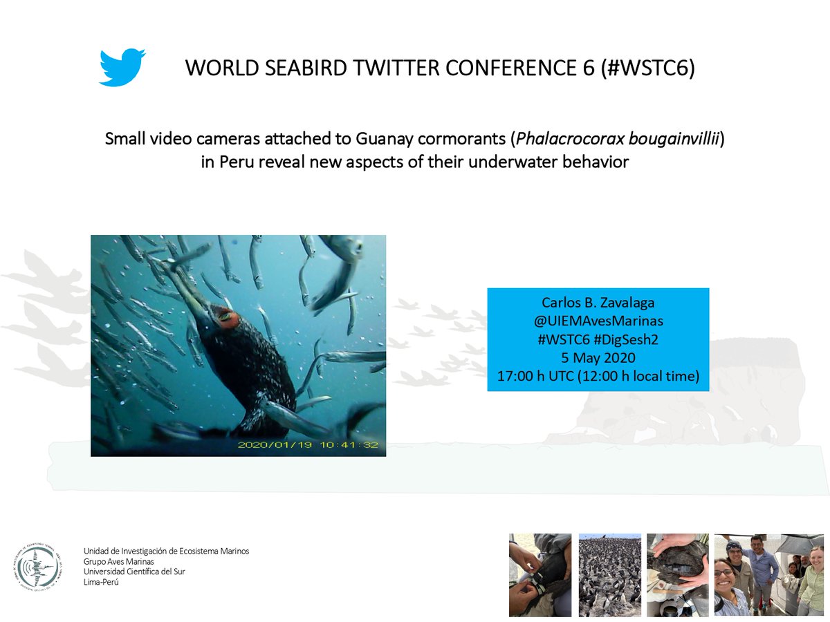 Do you want to learn details of the underwater behavior of breeding guanay cormorants? Don´t miss #WSTC6 #DigSesh2. <a href="/TechnosmartEu/">Technosmart Europe</a> small videocameras recording continuously for 5-6 h allowed us to learn how these cormorants hunt for their prey and interact with other predators.