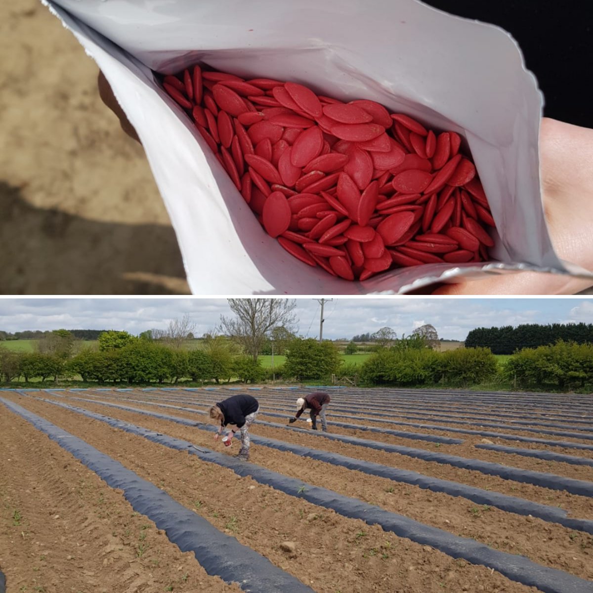 Eeeeeeek look what we've been planting today!

Our first pumpkin seeds of the year are officially in the ground 🎃😁