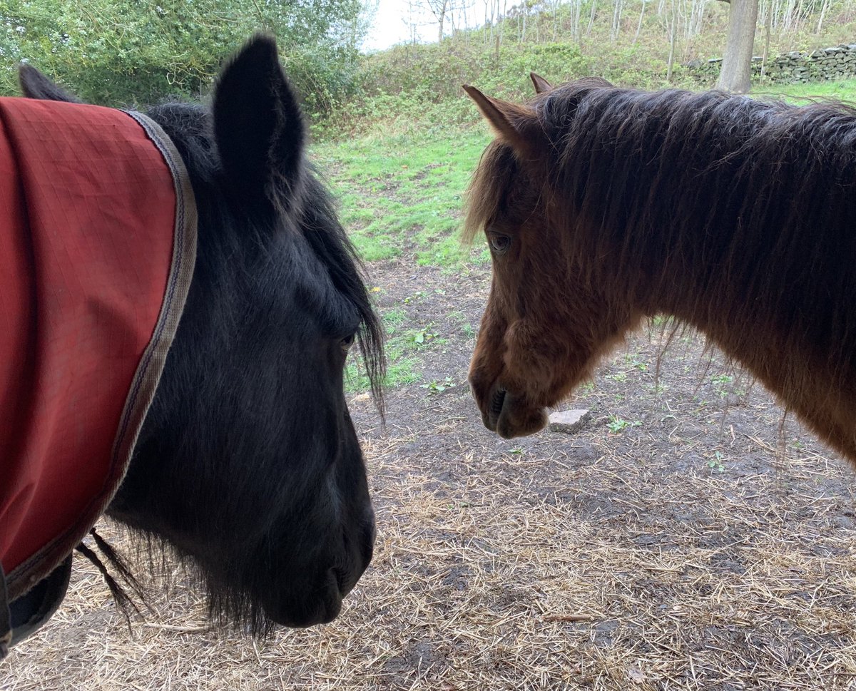 Poppysox1's tweet photo. Me, old Fergie and ⁦@JackieSweens⁩ like our #lockdown chill out in our little herd https://t.co/xH3yieyGOi